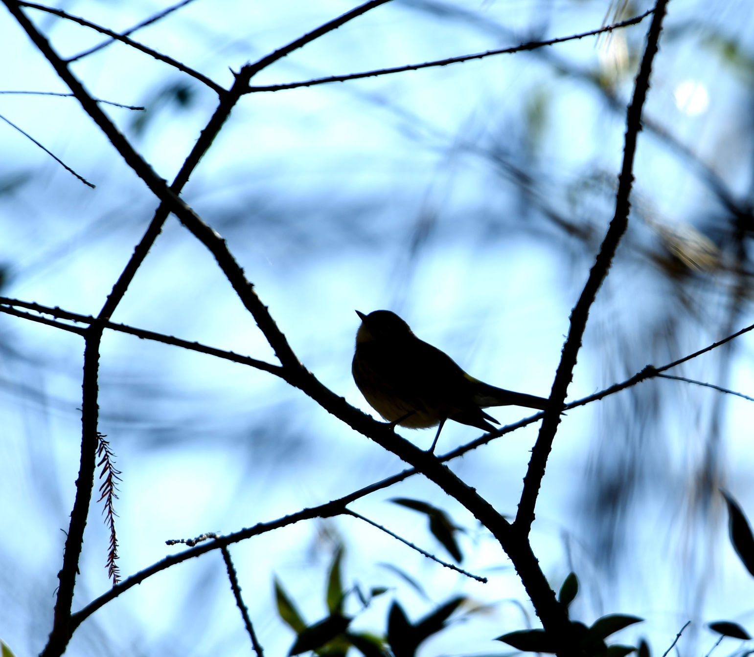 BR.birdday.010619_210